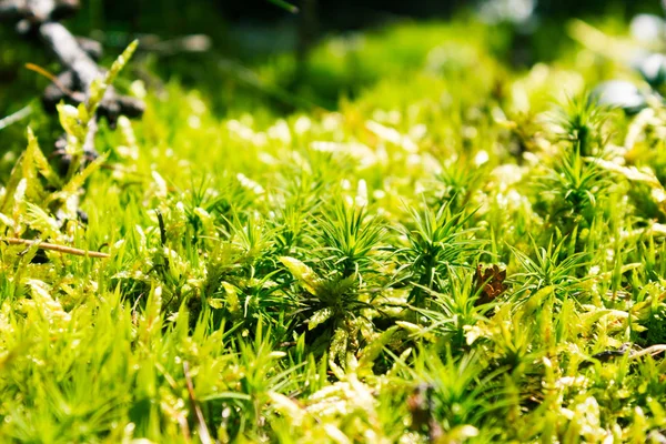 Musgo Verde Sobre Piedra Bosque Verano — Foto de Stock