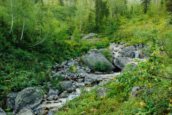 Гірський Потік Лісі Швидка Річка Зеленими Рослинами Березі — стокове фото