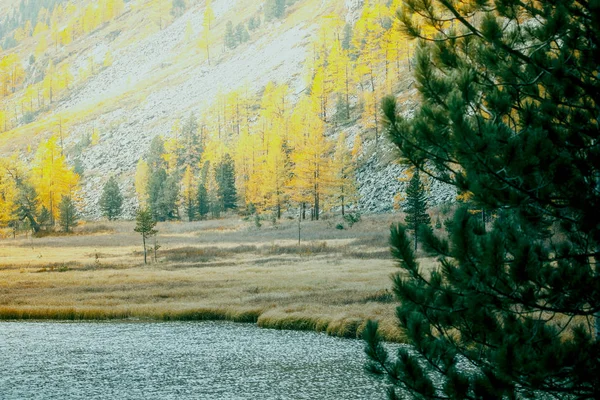Grüne Nadelzweige Auf Dem Hintergrund Eines Bergsees Wasseroberfläche Durch Die — Stockfoto