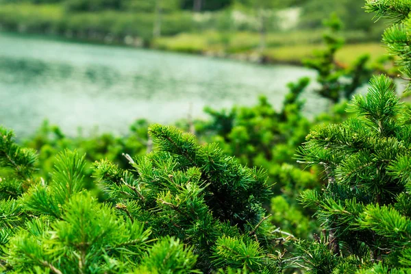 Πράσινα Κλαδιά Των Κωνοφόρων Φόντο Από Μια Ορεινή Λίμνη Επιφάνεια — Φωτογραφία Αρχείου