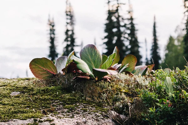 Hojas Verdes Bergenia Las Tierras Altas Tiempo Otoño — Foto de Stock