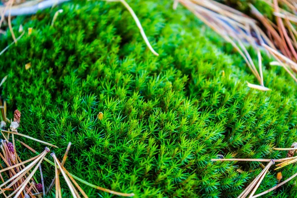 Musgo Verde Sobre Piedra Bosque Verano — Foto de Stock