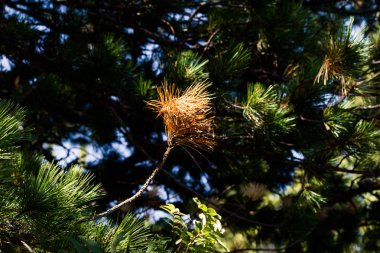 Yeşil Çamın dalları orman gökyüzüne karşı