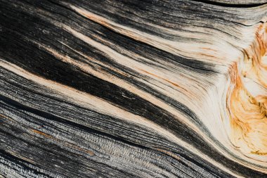 Lifleri ile ağaç arka plan olarak iç yüzeyine. Eski bir sedir günlüğü.