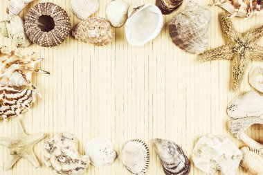 Kabukları ve denizyıldızı metin için yer ile hafif bir arka plan üzerinde çeşitli.