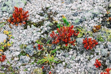 Kırmızı yosun, succulents Dağı buzlu