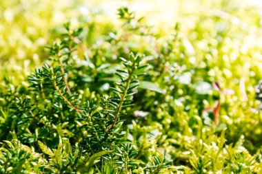 Yeşil yosun taş yaz ormandaki