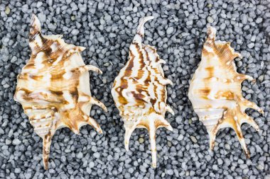 Arka plan olarak Gri çakıl üzerinde üç deniz kabukları.