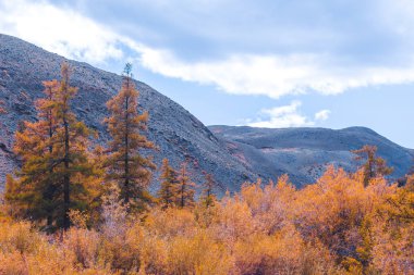 Çam ağaçları ile dağlar içinde belgili tanımlık geçmiş. Dağları Milli Parkı gezinir.
