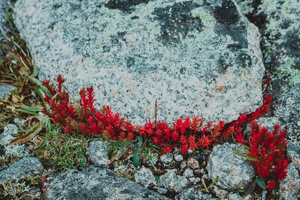 Red Moss Succulents Mountain Rocks — Stock Photo, Image