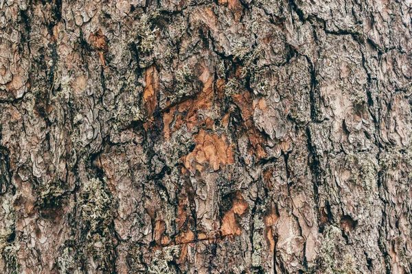 Fyrrebark Som Tekstureret Naturlig Baggrund - Stock-foto