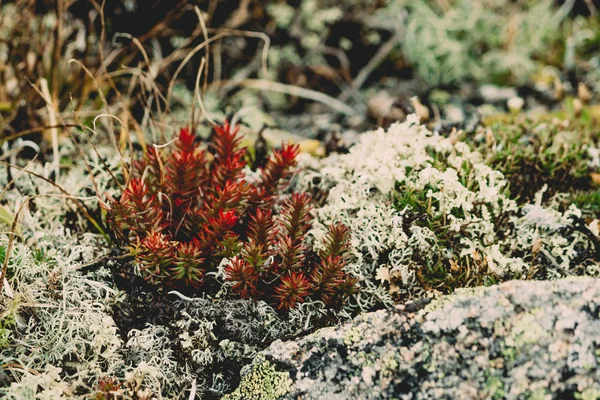 Muschio Rosso Succulente Rocce Della Montagna — Foto Stock