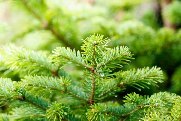 Grön Tall Grenar Mot Himlen Skogen — Stockfoto