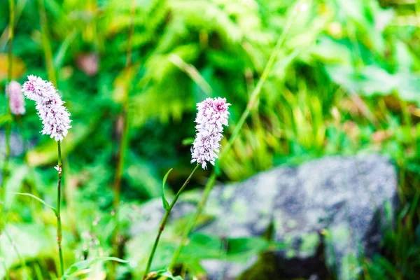 Hermosas Flores Púrpuras Una Zona Montaña Hierba Verde Día Verano — Foto de Stock