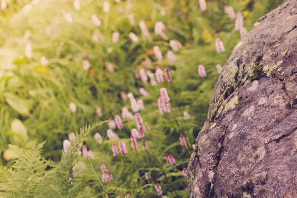 Hermosas Flores Púrpuras Una Zona Montaña Hierba Verde Día Verano — Foto de Stock