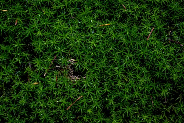 Зеленый Мох Камне Летнем Лесу — стоковое фото