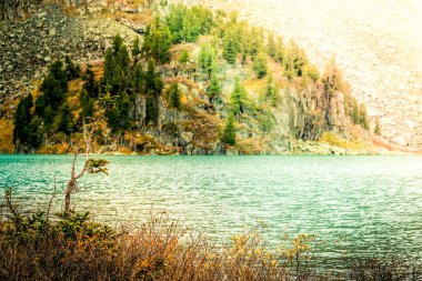 Yalnız ağaç dağ Gölü kıyısında. Bir dağ Vadisi sonbahar hava durumu.