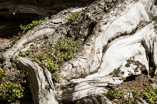 Strong roots of trees in cedar grove. Strength and durability, the will to live.