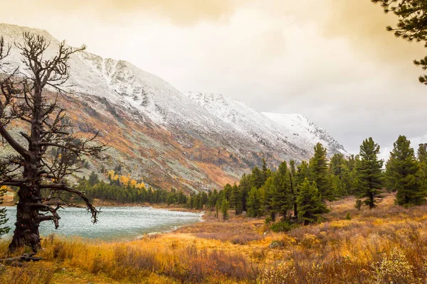 Arbres Jaunes Herbe Sur Les Rives Rivière Montagne Météo Automne — Photo