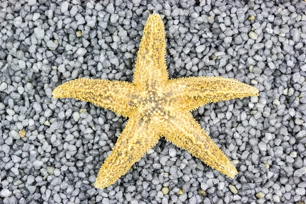Estrella Mar Sobre Guijarro Gris —  Fotos de Stock