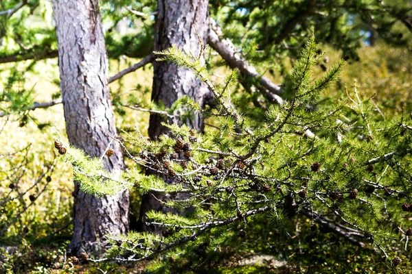 Arboleda Coníferas Bosque Otoño Tiempo Soleado — Foto de Stock