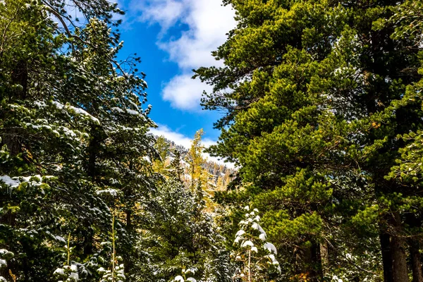 Nieve Bosque Coníferas Los Árboles Cubiertos Nieve Cielo Azul Invierno — Foto de Stock