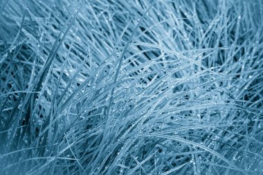 Frost otlar beyaz. Soğuk göl veya nehir sabahın erken saatlerinde kıyısında.