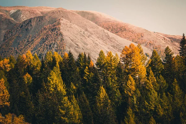 Kiefern Mit Bergen Hintergrund Fahrt Durch Den Nationalpark Den Bergen — Stockfoto