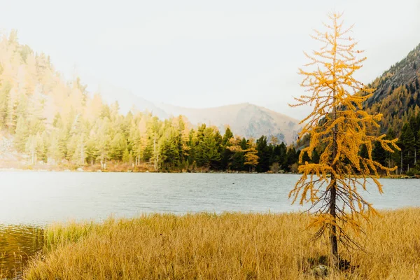 Einsamer Baum Ufer Eines Bergsees Herbstwetter Einem Gebirgstal — Stockfoto