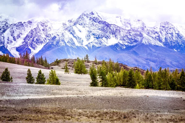 Сосновий Ліс Гірській Долині Прекрасний Вид Гірський Хребет — стокове фото