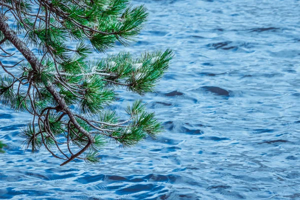 Grüne Kiefernzweige Auf Dem Hintergrund Des Blauen Sees Wasser Fluss — Stockfoto
