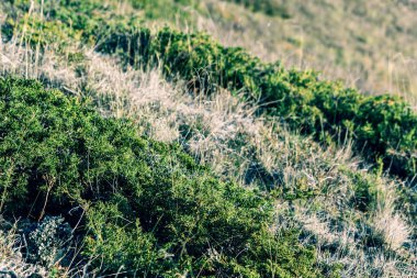 Çim bir yaz gününde yoğun çalılıkları