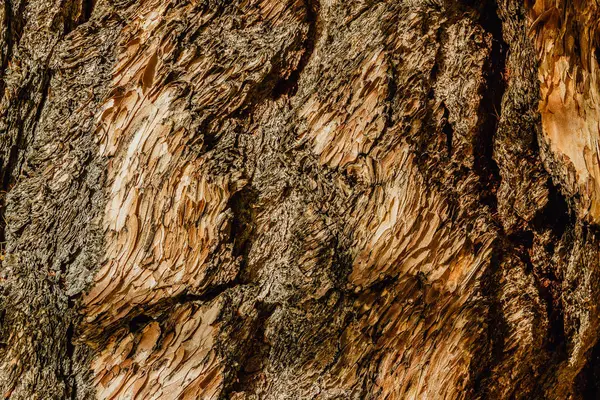 松树树皮作为一种纹理自然背景 — 图库照片