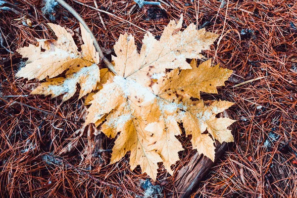 Feuille Jaune Avec Neige Sur Aiguilles Sapin Sec Dans Forêt — Photo