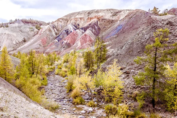 Pedras Vermelhas Coloridas Com Árvores Amarelas Outono Nas Montanhas Altai — Fotografia de Stock