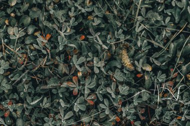 Bitki ve çim vahşi ormanda