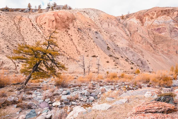 Mélèze Solitaire Sur Fond Des Collines Colorées — Photo