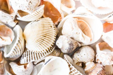 Deniz kabukları çeşitli arka plan olarak