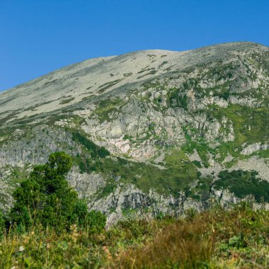 Dağ Vadisi çam ormanı. Güzel bir dağ manzarası.