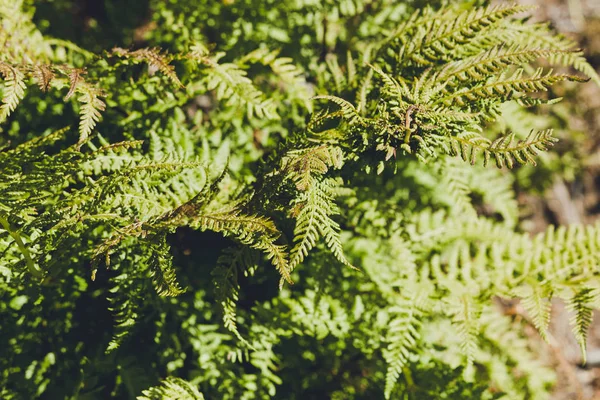 Las Hojas Los Helechos Polypodiophyta Crecen Bosque Salvaje — Foto de Stock