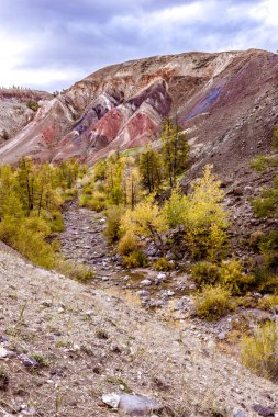 Sarı ağaçları ile renkli kırmızı kayalar. Altay Dağları sonbaharda.