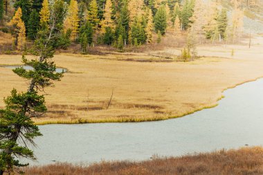 Sarı ağaç ve otların dağ nehir kıyısında. Sonbahar hava.