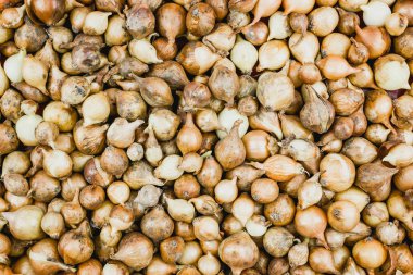 Küçük ampuller fidan için. Bahçede dikim için hazırlık.