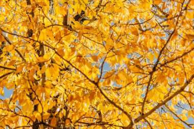 Arka plan olarak kavak dallarda sarı sonbahar yaprakları