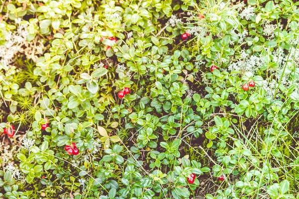 晴れた日に野生の森林で緑のブッシュの赤い果実 — ストック写真