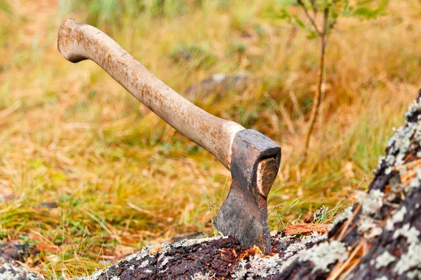 Axe Stuck Tree Harvesting Firewood Travel Gear — Stock Photo, Image