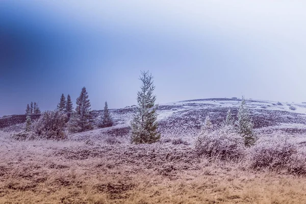 Снежное Дерево Тумане Горной Долине — стоковое фото