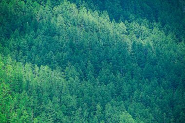 Dağ yamacında yoğun kozalaklı orman
