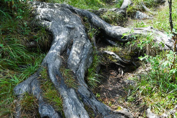 Toprak Yolda Ağaç Kökleri Yazın Kozalaklı Ormanda Yürüyüş Turizm Seyahat — Stok fotoğraf