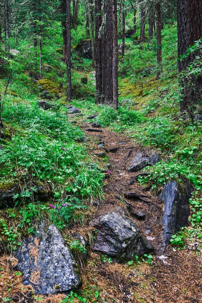 木の根を持つ森林歩道 針葉樹林のハイキング — ストック写真